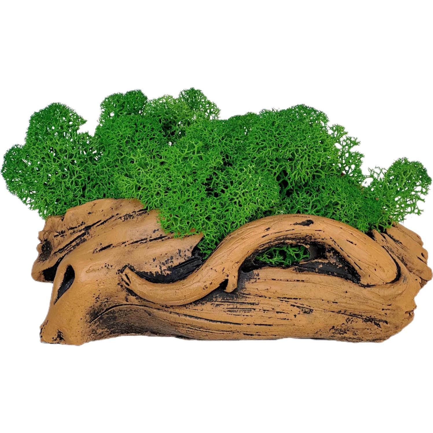 Bonsái de Musgo Fiseises 16 cm Decoración Interior