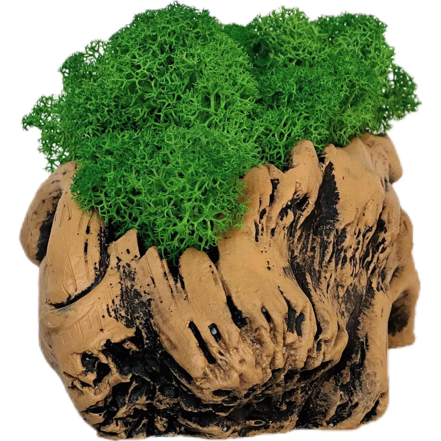 Bonsái de Musgo Fiseises 16 cm Decoración Interior