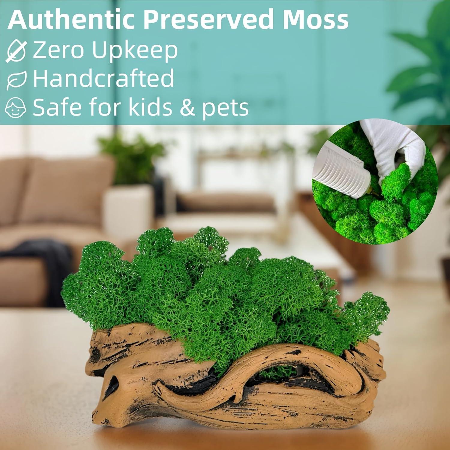 Bonsái de Musgo Fiseises 16 cm Decoración Interior