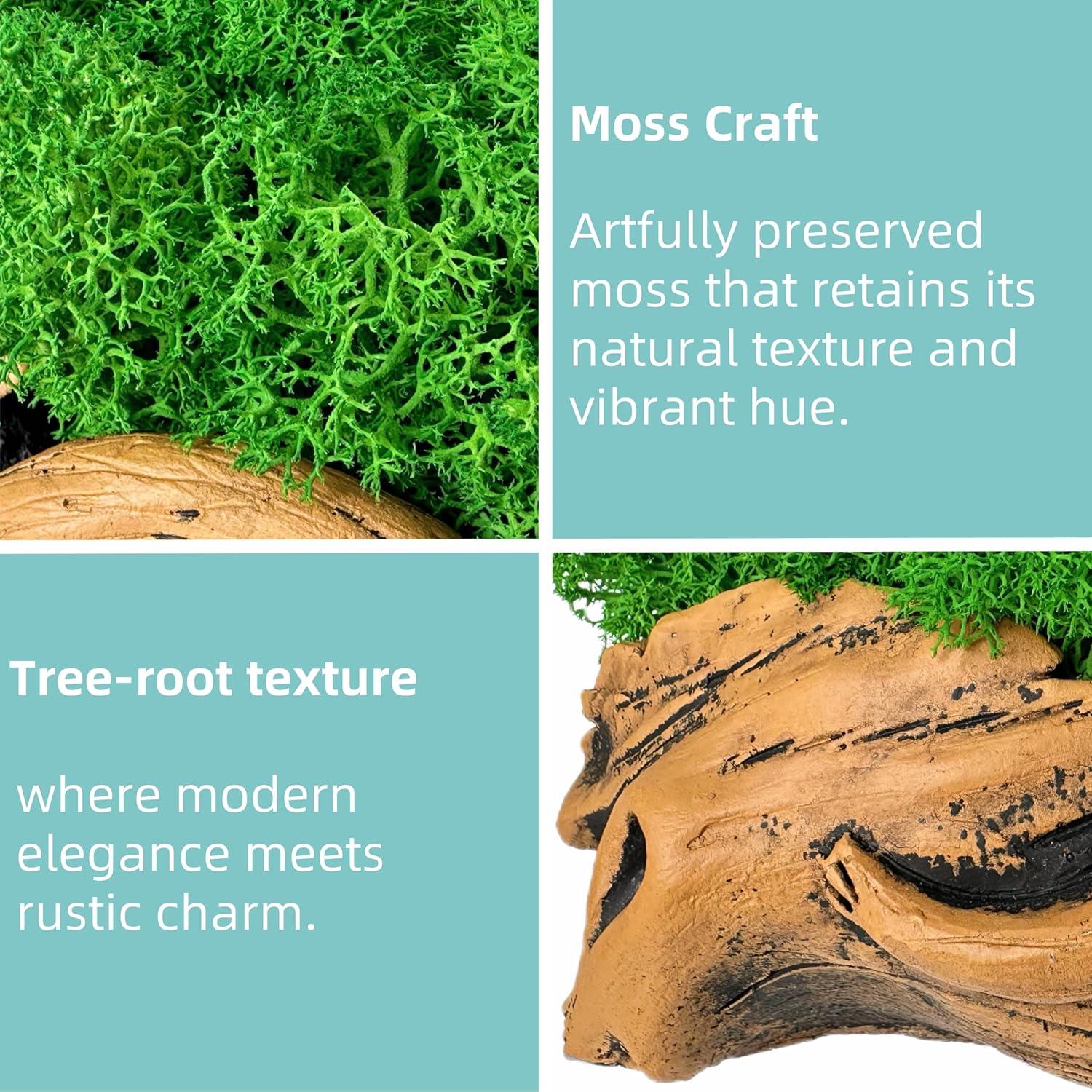 Bonsái de Musgo Fiseises 16 cm Decoración Interior