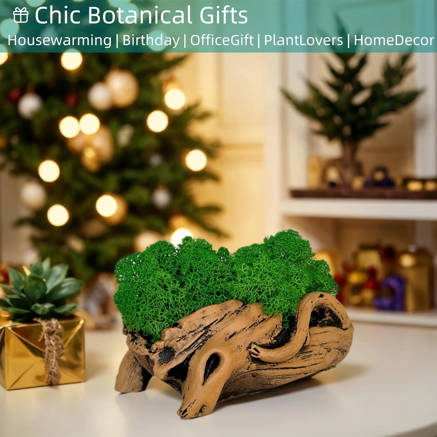 Bonsái de Musgo Fiseises 16 cm Decoración Interior