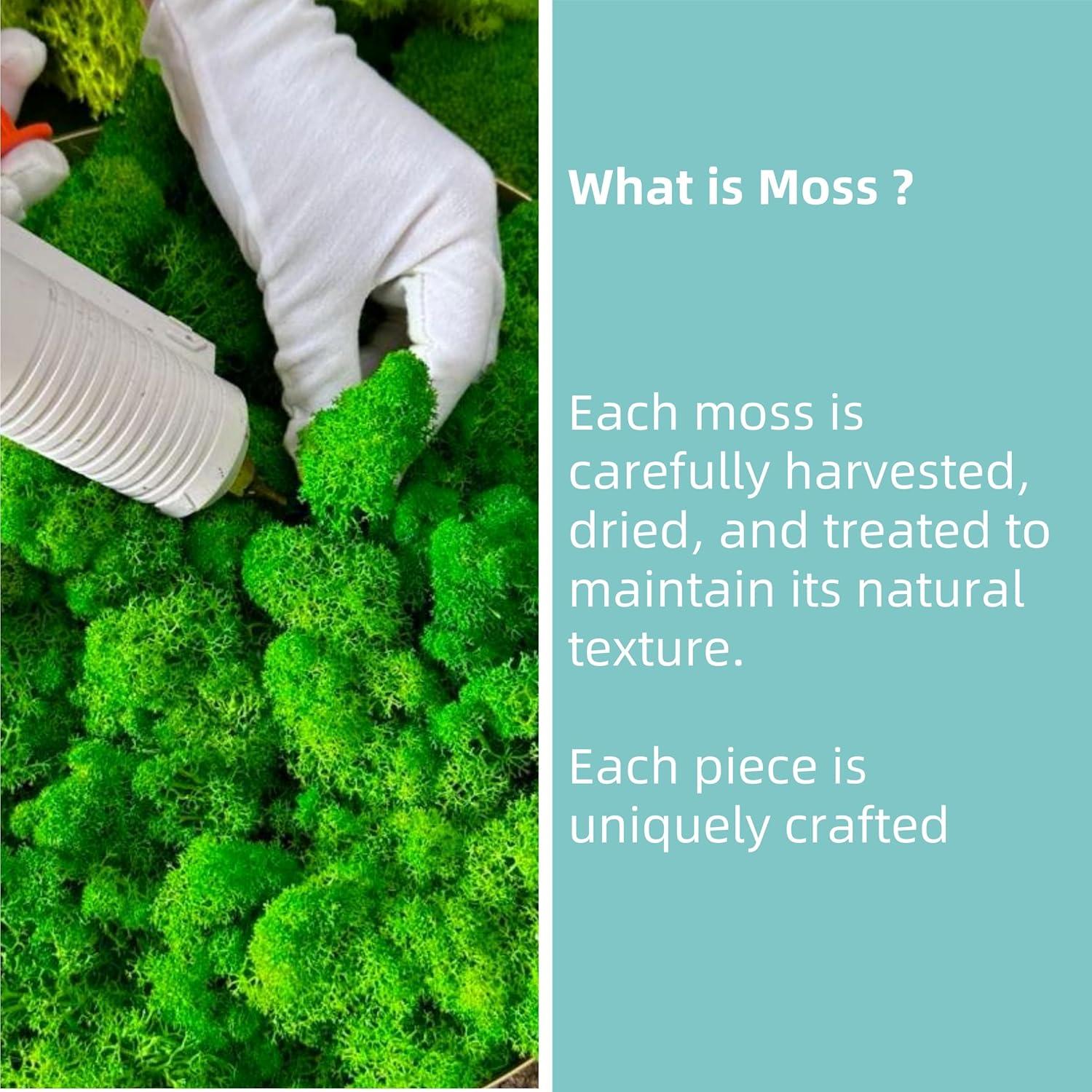 Bonsái de Musgo Fiseises 16 cm Decoración Interior