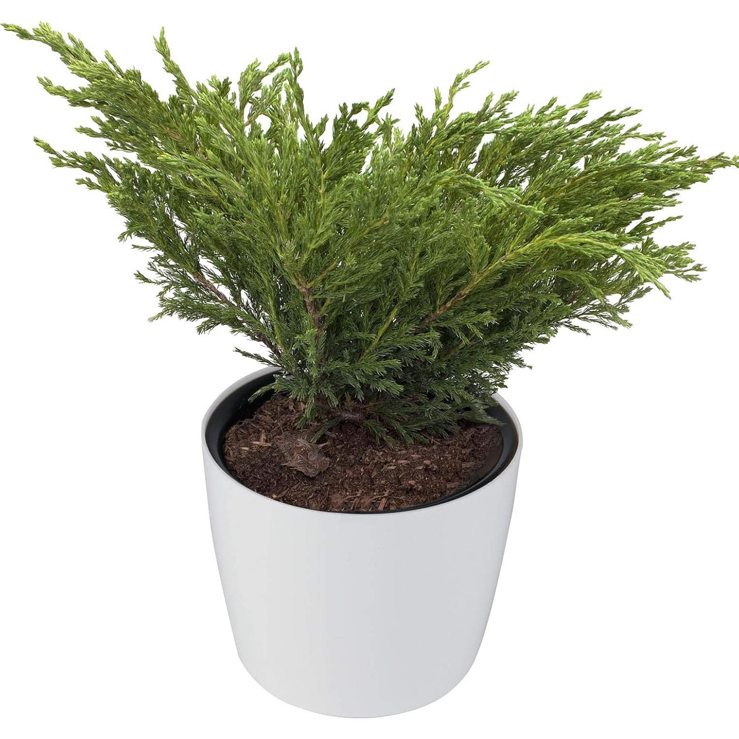 Macetas Autorriego ZOENHOU 4 Piezas 18 cm Blancas