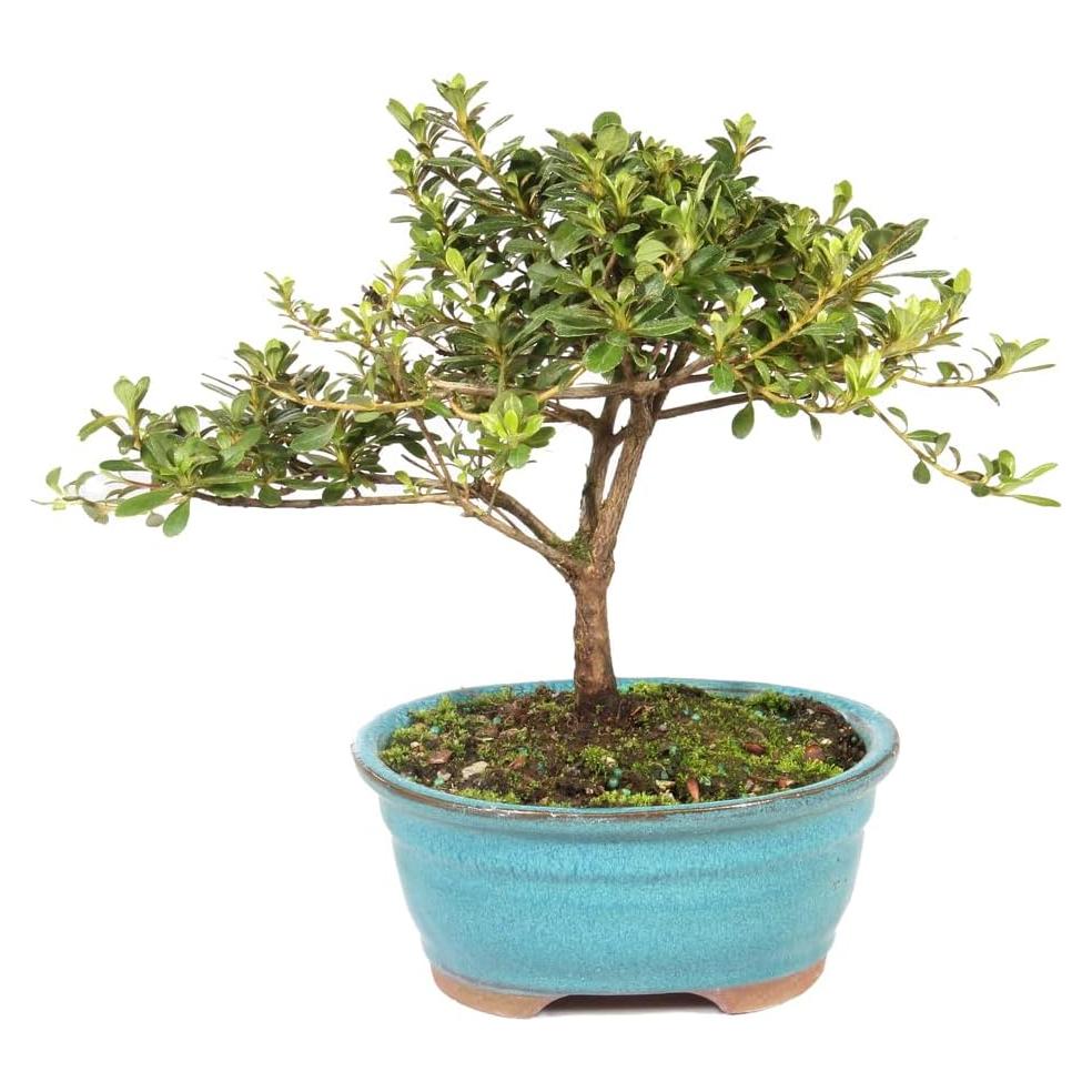 Bonsai Azalea Satsuki en Flor - Brussel - 12 a 20 cm