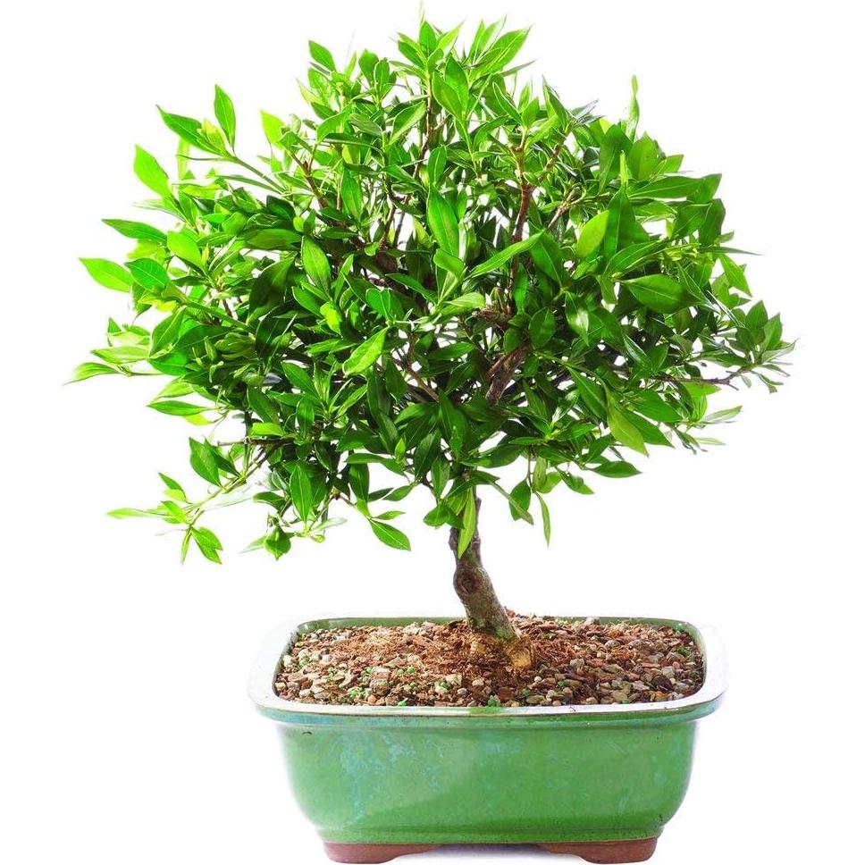 Bonsai Azalea Satsuki en Flor - Brussel - 12 a 20 cm