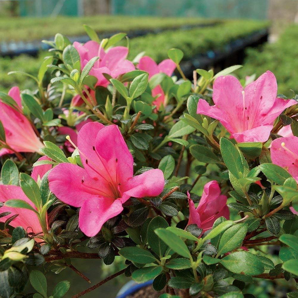 Bonsai Azalea Satsuki en Flor - Brussel - 12 a 20 cm
