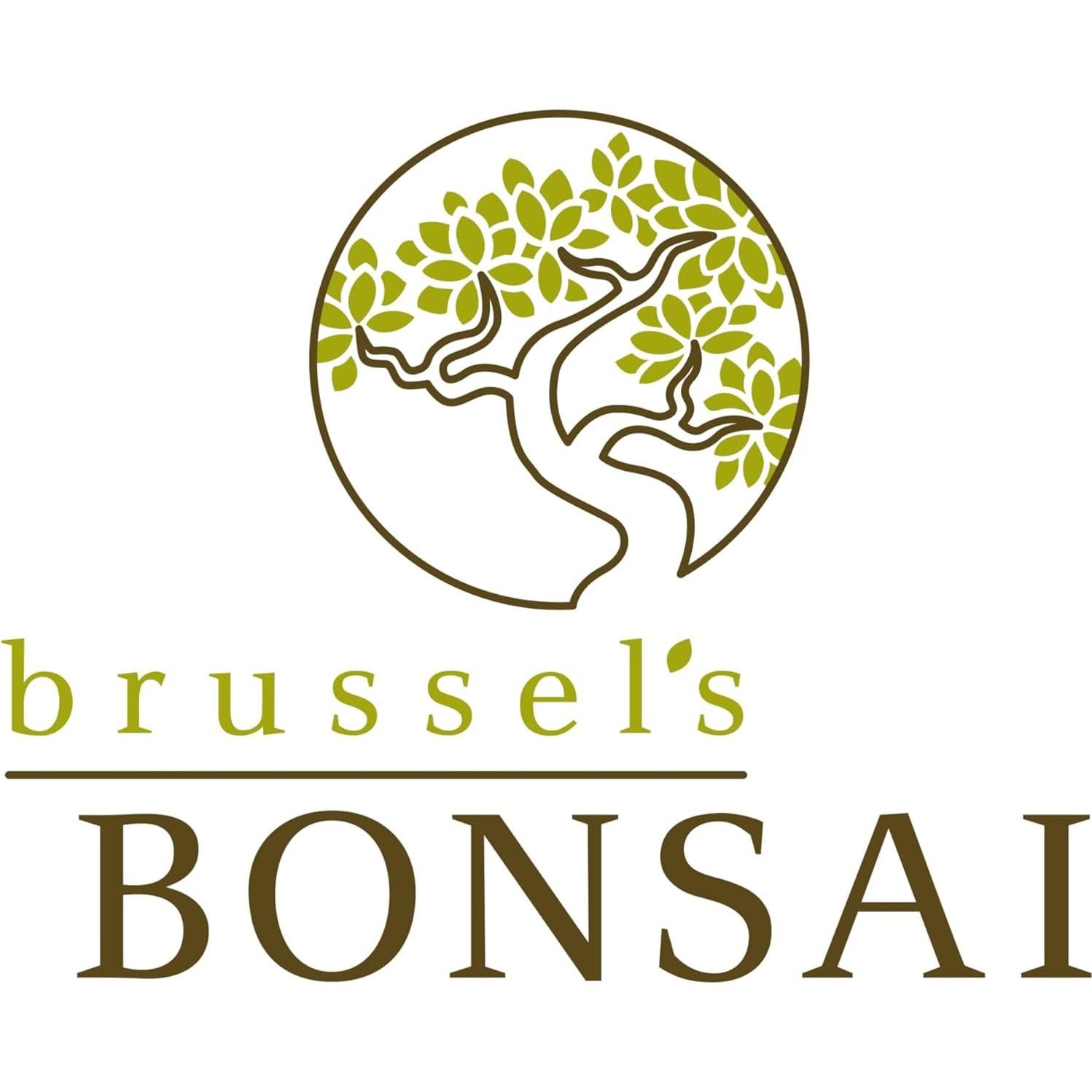 Bonsai Azalea Satsuki en Flor - Brussel - 12 a 20 cm