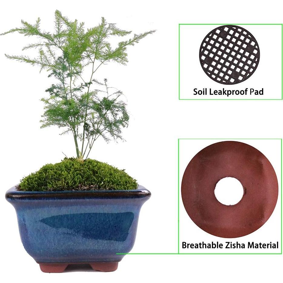 Macetas Bonsai MUZHI 6 Pack Esmaltadas 10 cm Azul