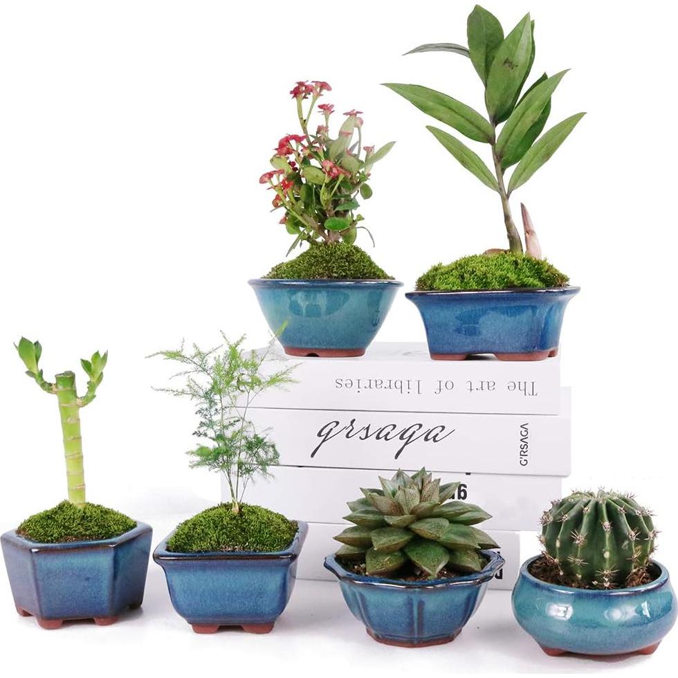 Macetas Bonsai MUZHI 6 Pack Esmaltadas 10 cm Azul