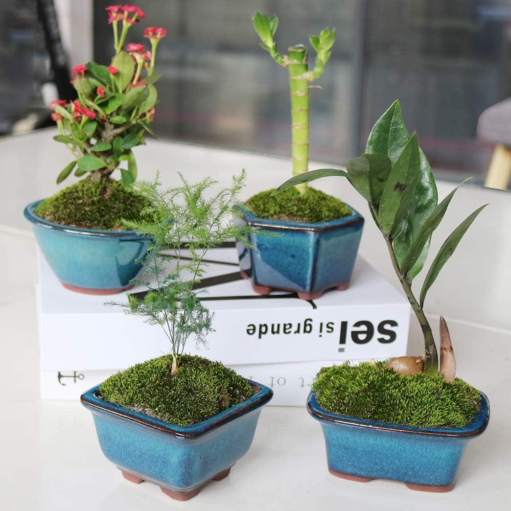 Macetas Bonsai MUZHI 6 Pack Esmaltadas 10 cm Azul