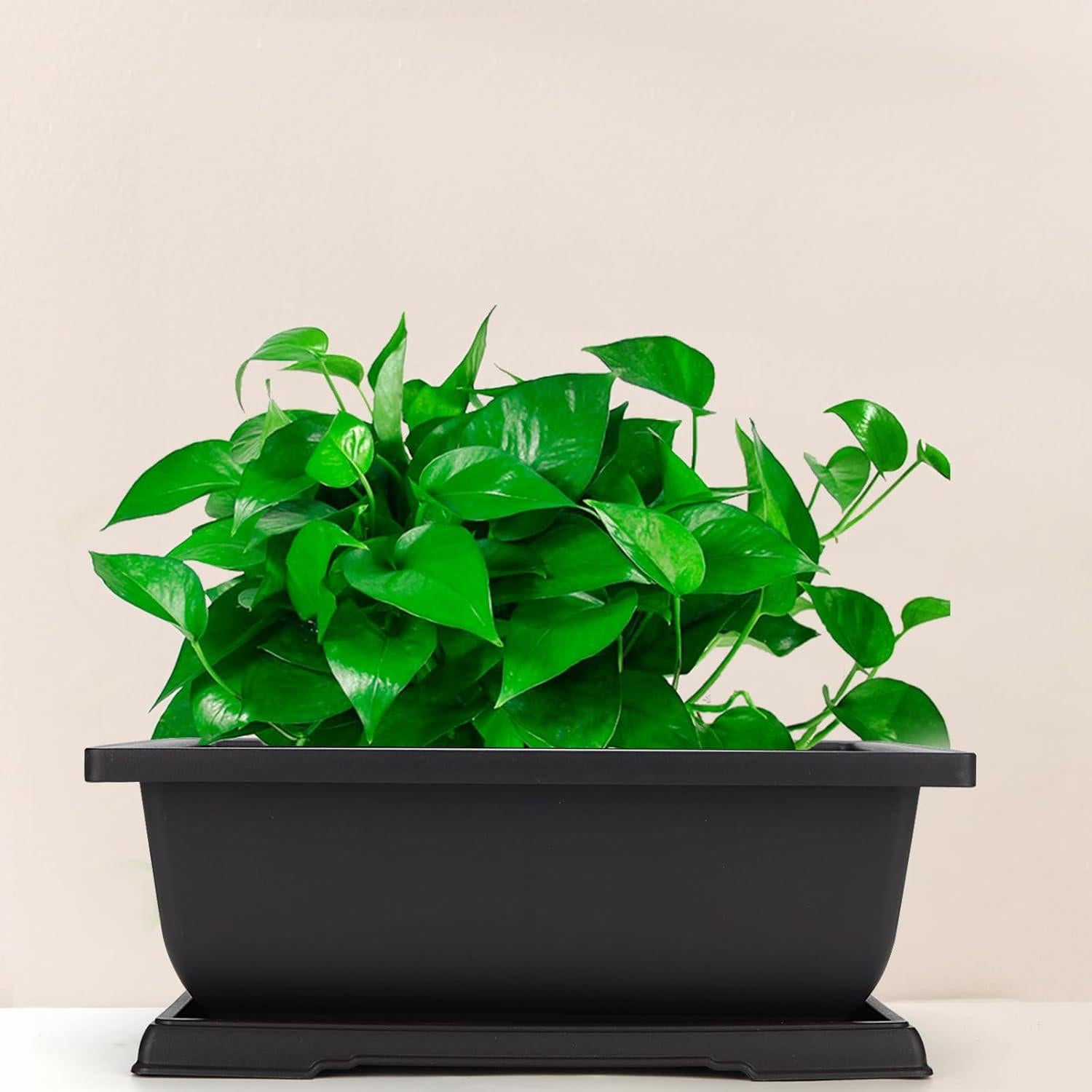 Macetas de Plástico MANCHAP 3 Pack 29x21 cm para Bonsai