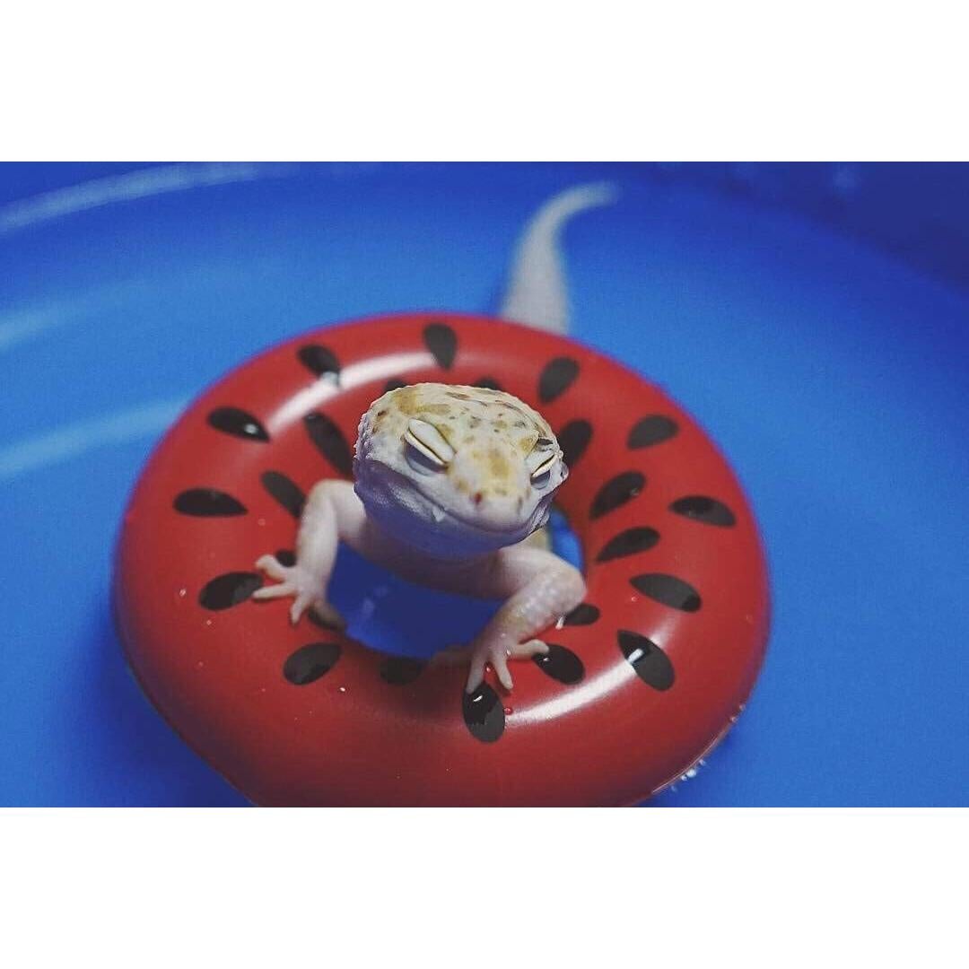 Piscina Plegable para Mascotas HAICHEN TEC 50x8cm Antideslizante