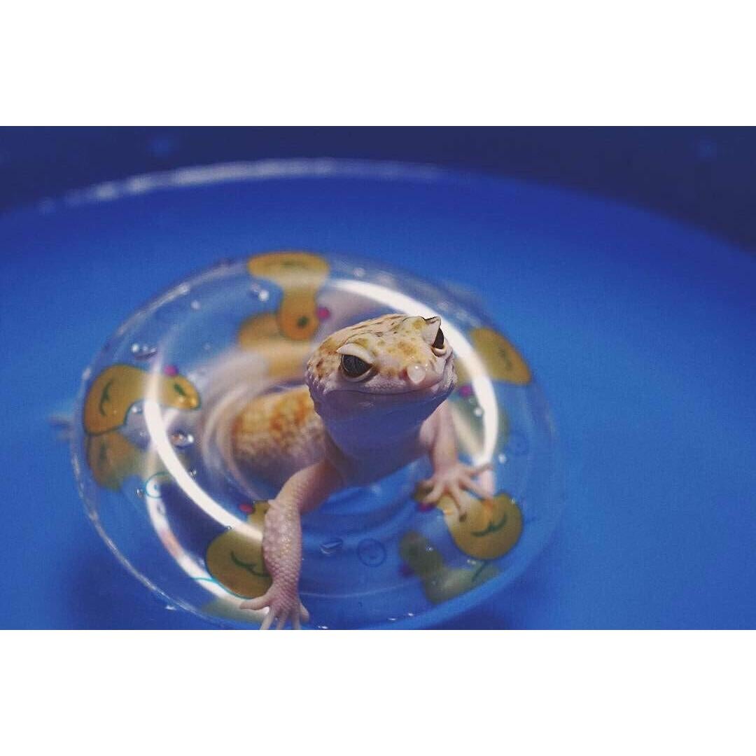 Piscina Plegable para Mascotas HAICHEN TEC 50x8cm Antideslizante