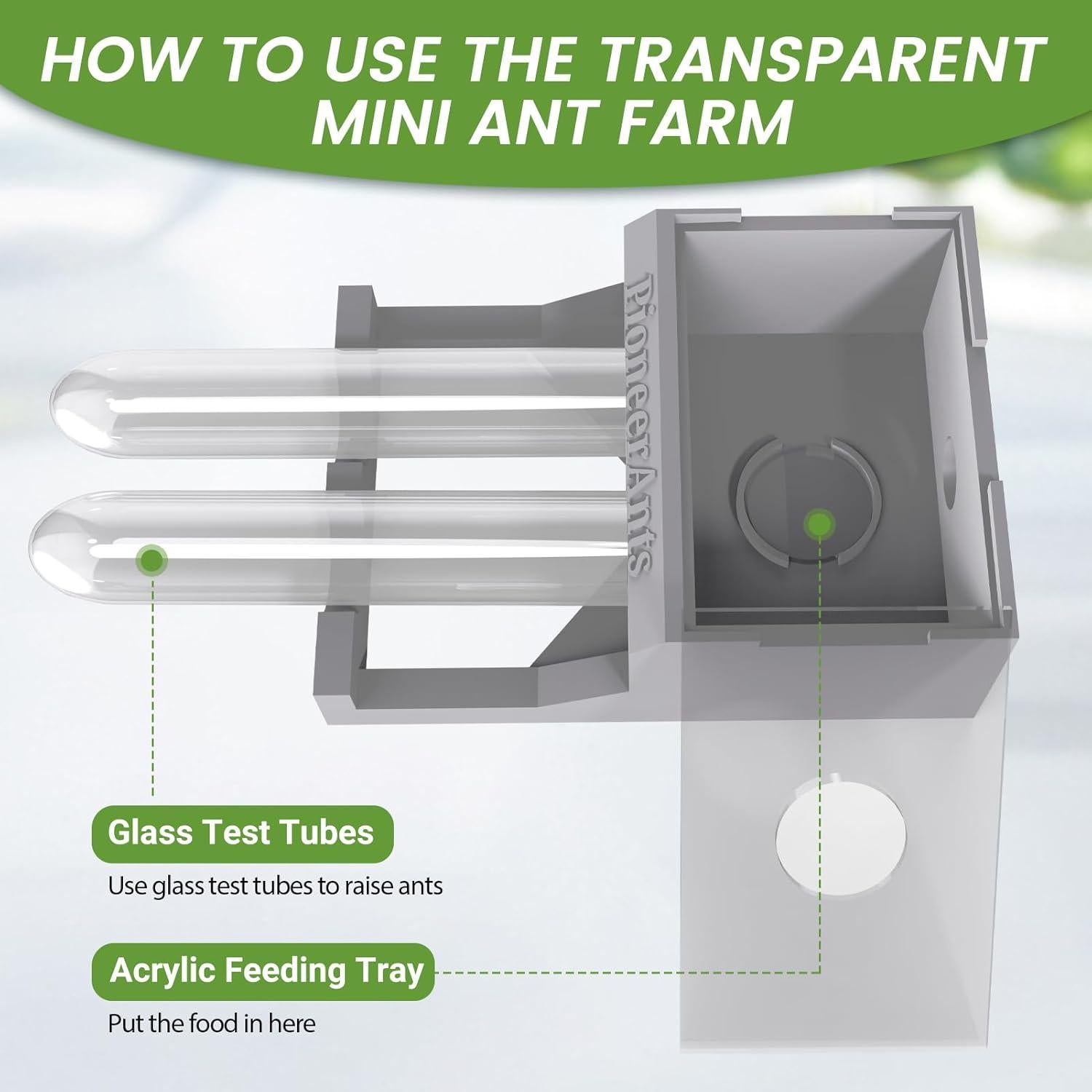 Nido de Hormigas PioneerAnts con 2 Tubos de Ensayo