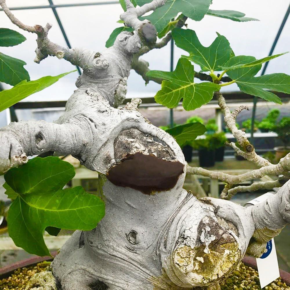 Herramienta de Corte y Pegado CUTPASTER 190g Bonsai Marrón