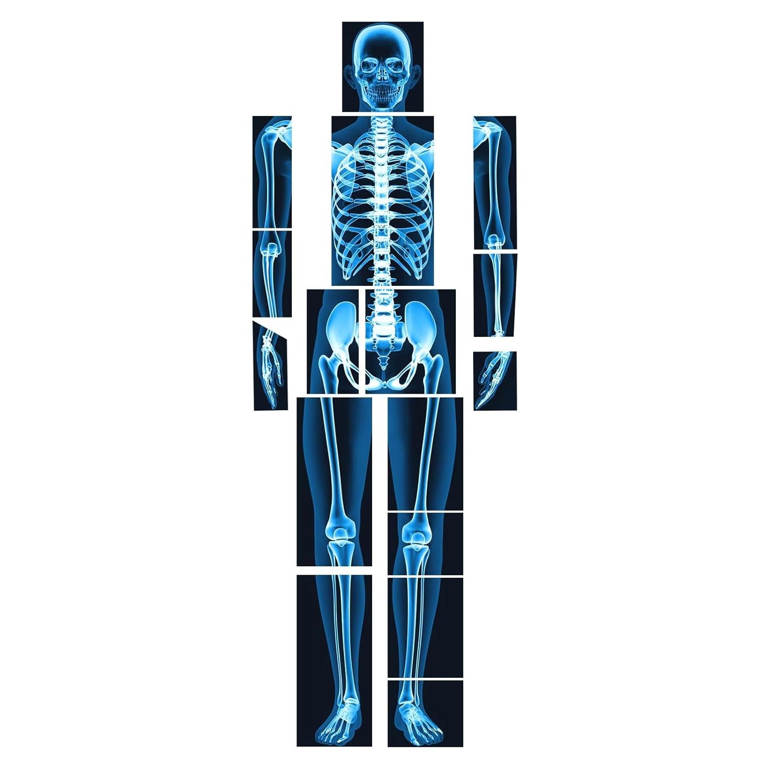 16 Piezas Rayos X Humanos Lineshading Azul para Niños