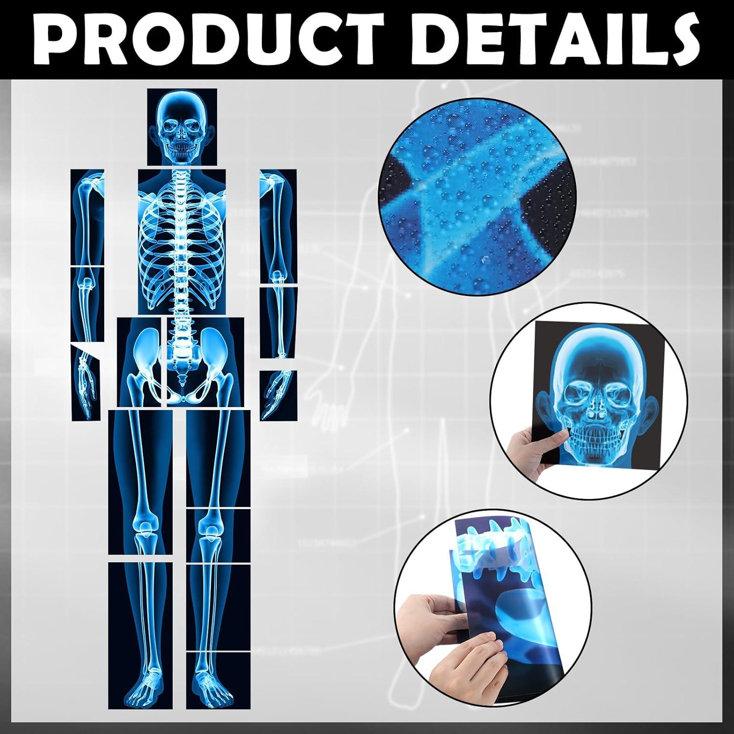 16 Piezas Rayos X Humanos Lineshading Azul para Niños