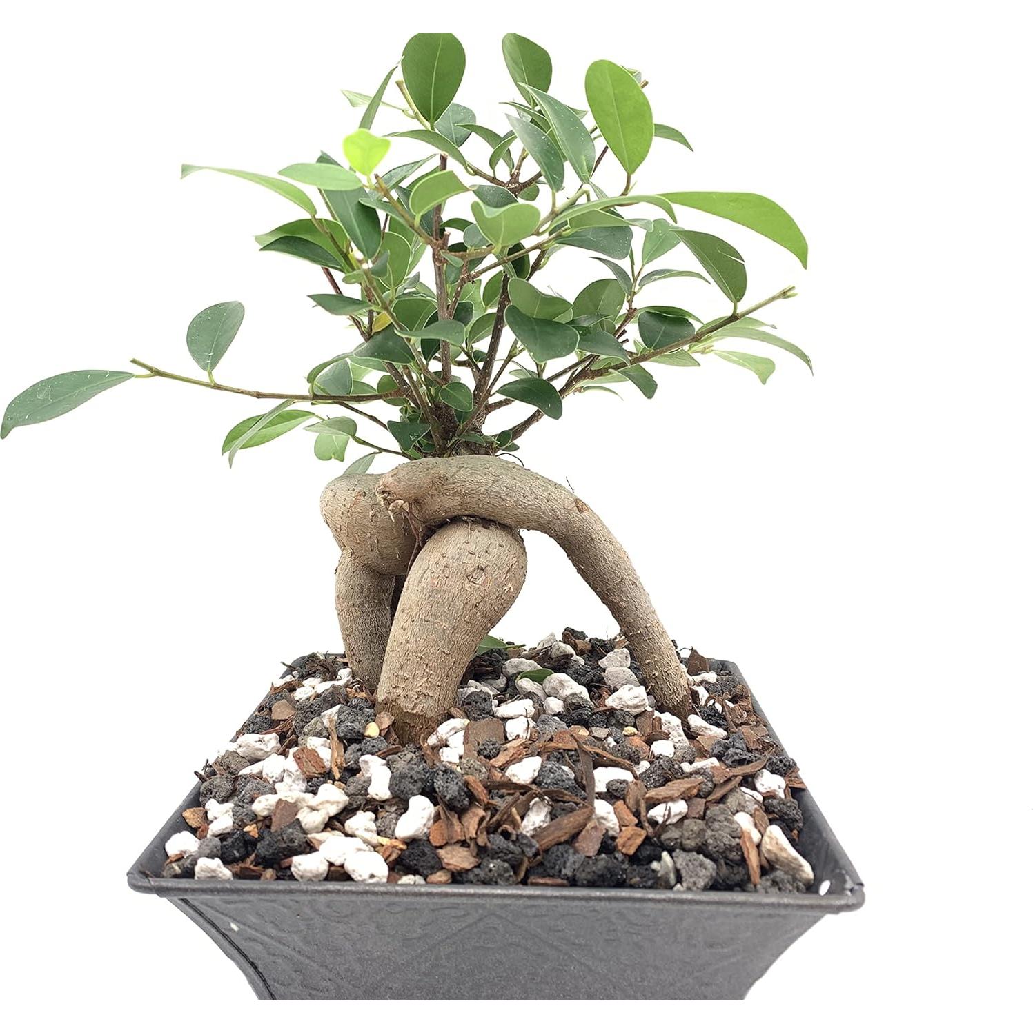 Mezcla de Suelo para Bonsai The Bonsai Supply 1,12 kg Drenaje Rápido