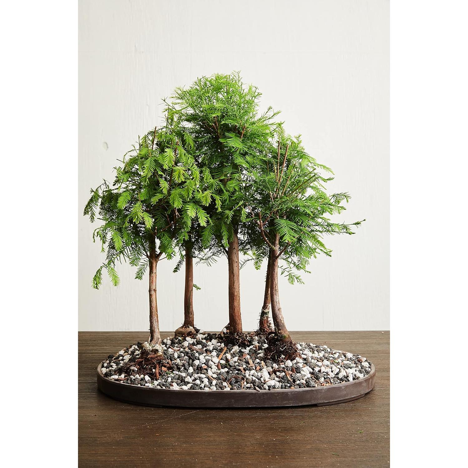 Mezcla de Suelo para Bonsai The Bonsai Supply 1,12 kg Drenaje Rápido