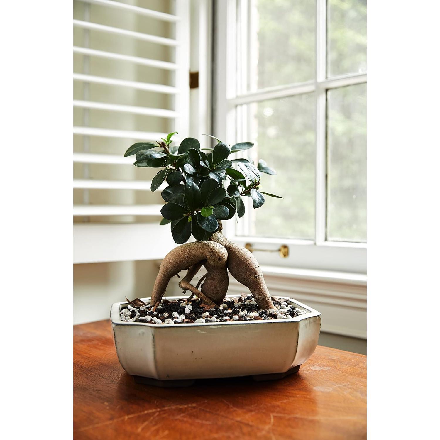 Mezcla de Suelo para Bonsai The Bonsai Supply 1,12 kg Drenaje Rápido