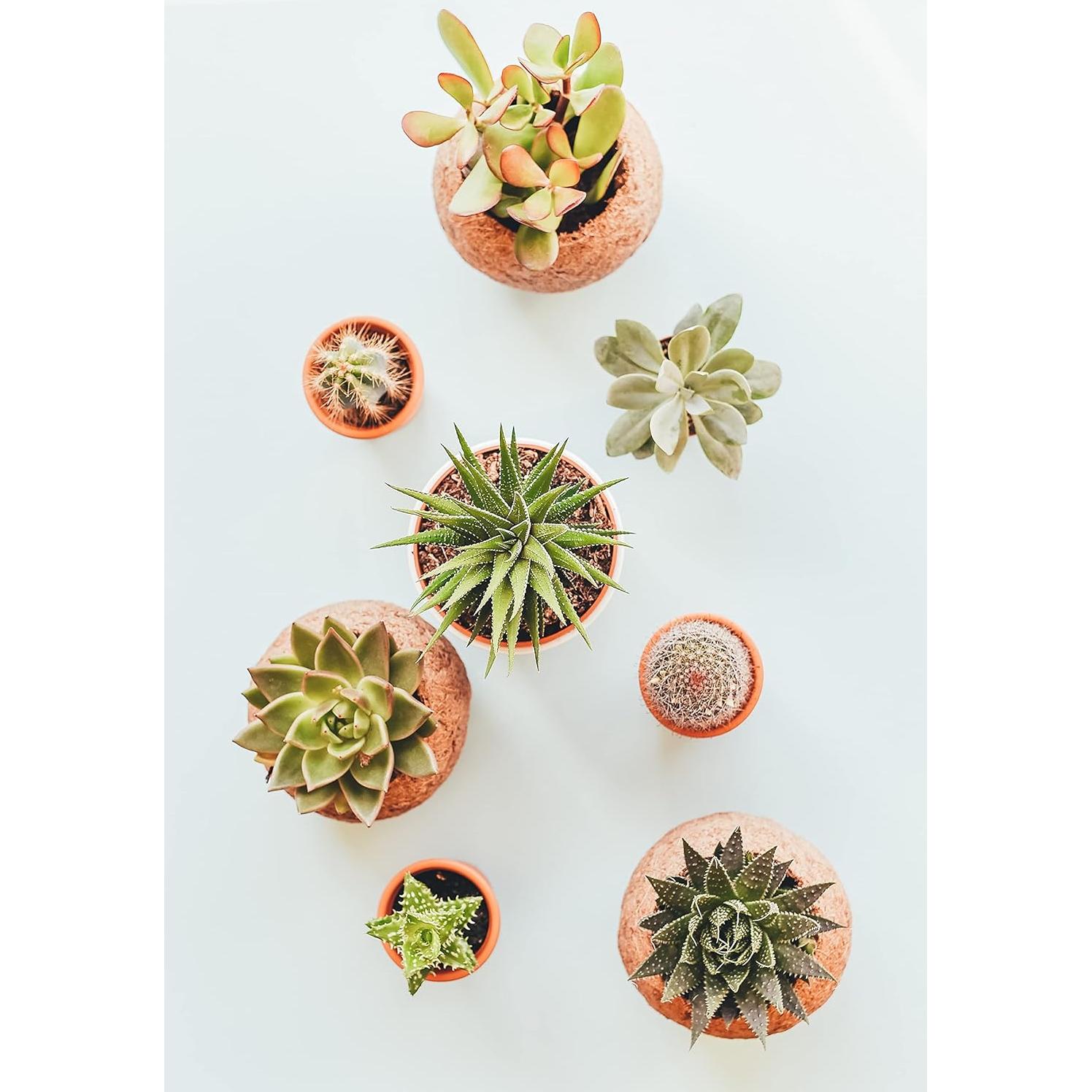 Mezcla de Suelo para Bonsai The Bonsai Supply 1,12 kg Drenaje Rápido