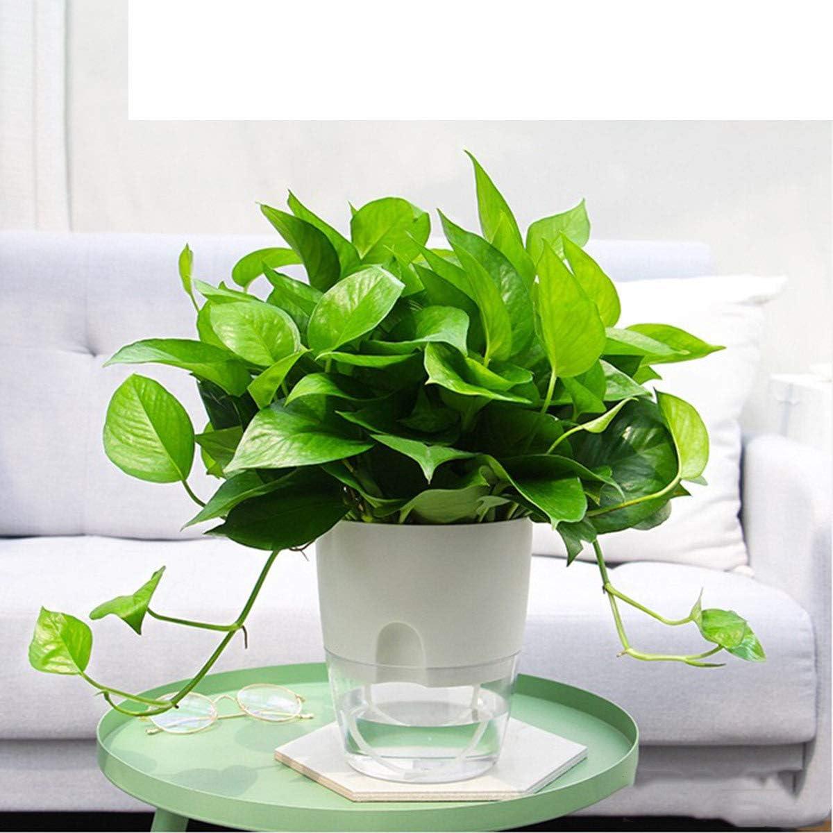 Macetas Autorriego Vanavazon 15 cm Paquete de 3 para Plantas