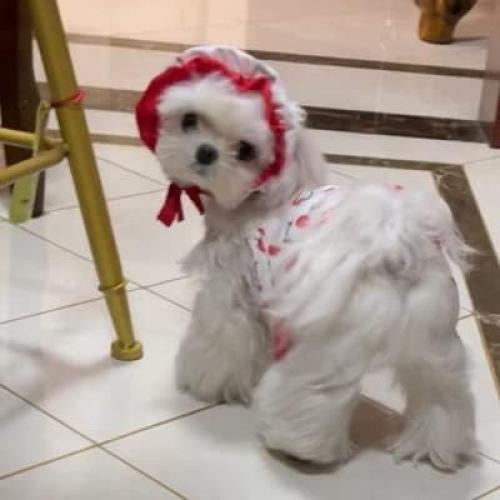 Bañador para Perro IMDOUBLEDOU Pequeño Cereza con Sombrero
