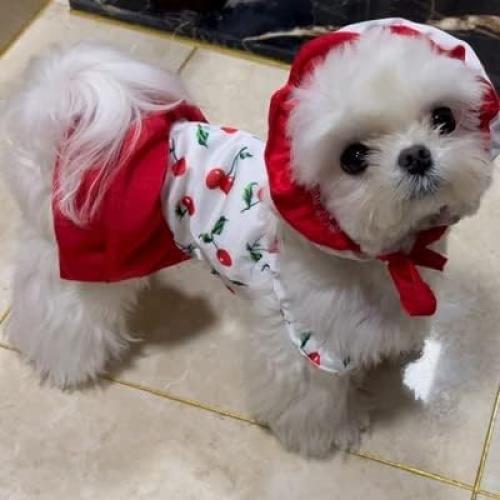 Bañador para Perro IMDOUBLEDOU Pequeño Cereza con Sombrero