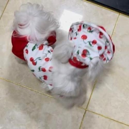 Bañador para Perro IMDOUBLEDOU Pequeño Cereza con Sombrero
