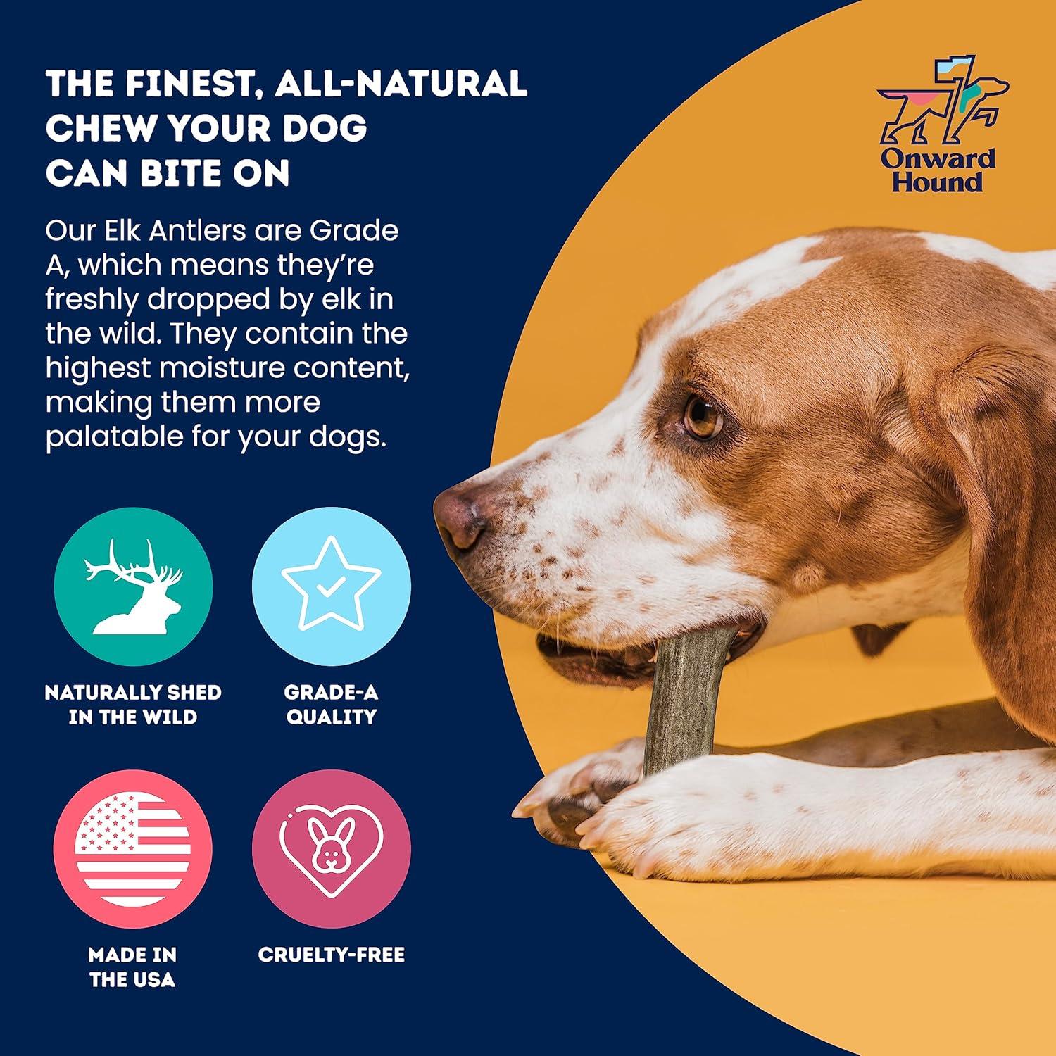 Cuerno de Alce Natural Onward Hound Mediano 15-35 lb