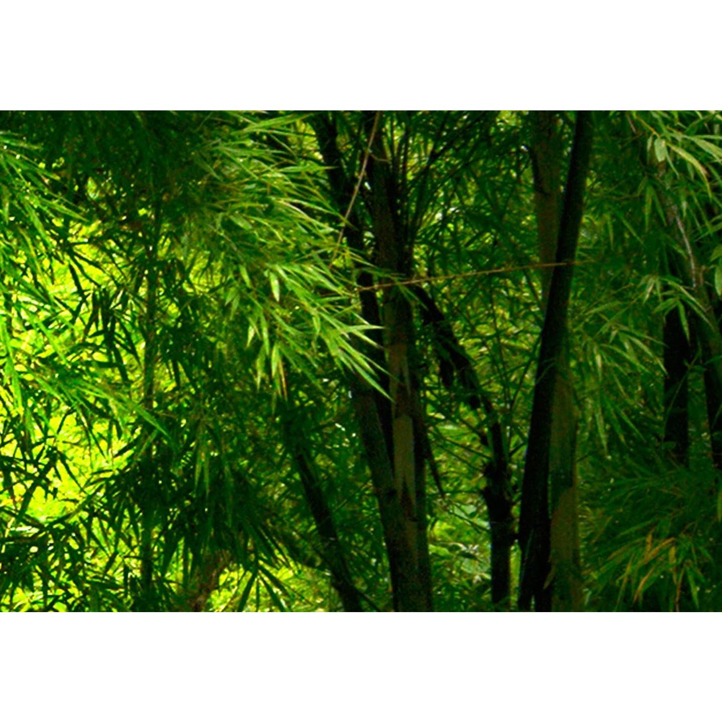 Lienzo Acústico Artgeist Bosque 200x80 cm 5 Piezas