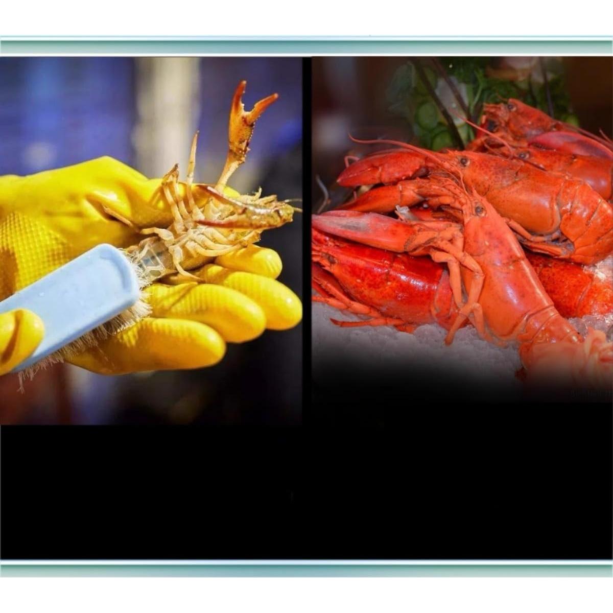 Limpiador Ultrasónico Profesional CMMUNGYONE 4.0 para Joyas y Más