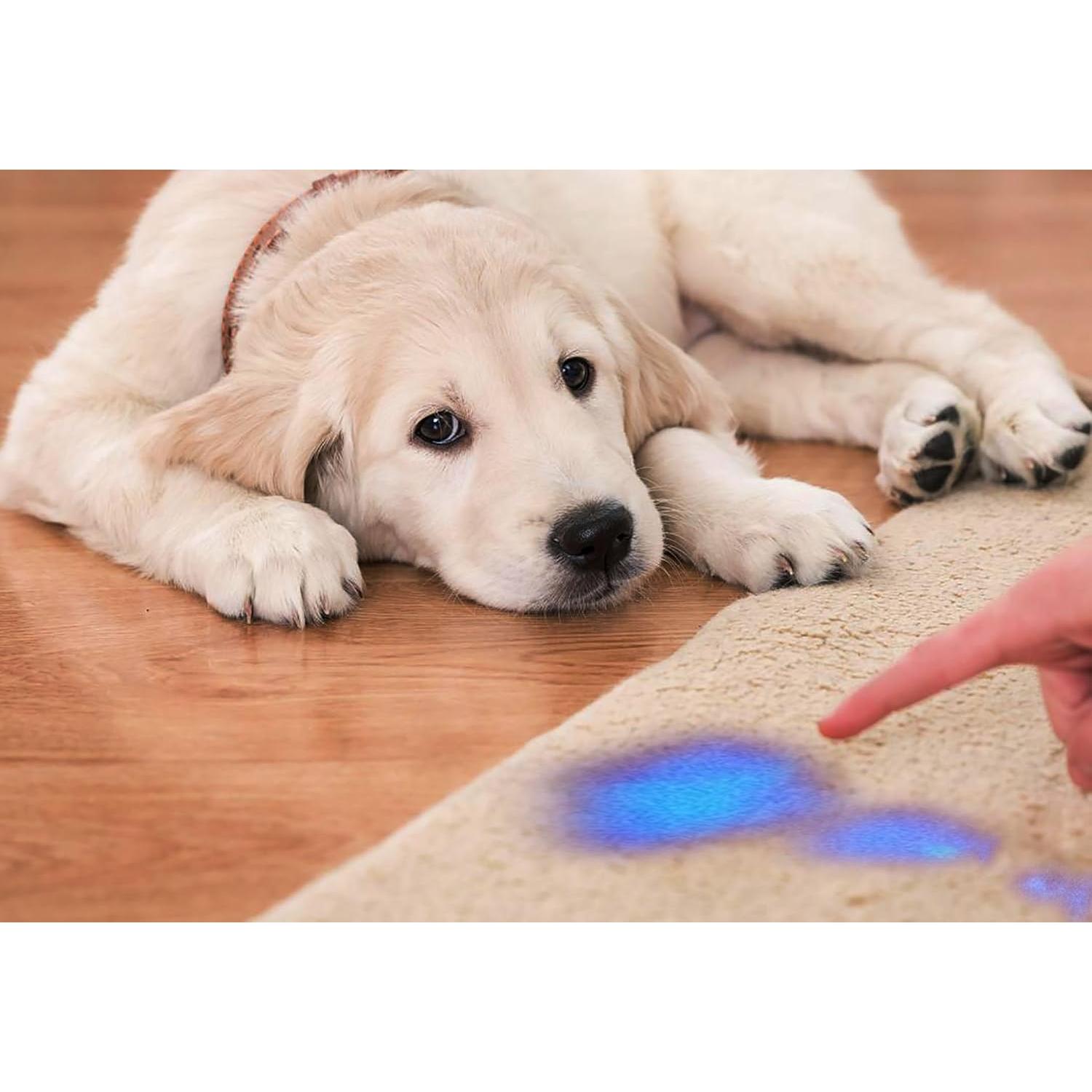 Linterna UV GKG 395nm 2Pack Mini Luz Negra Recargable