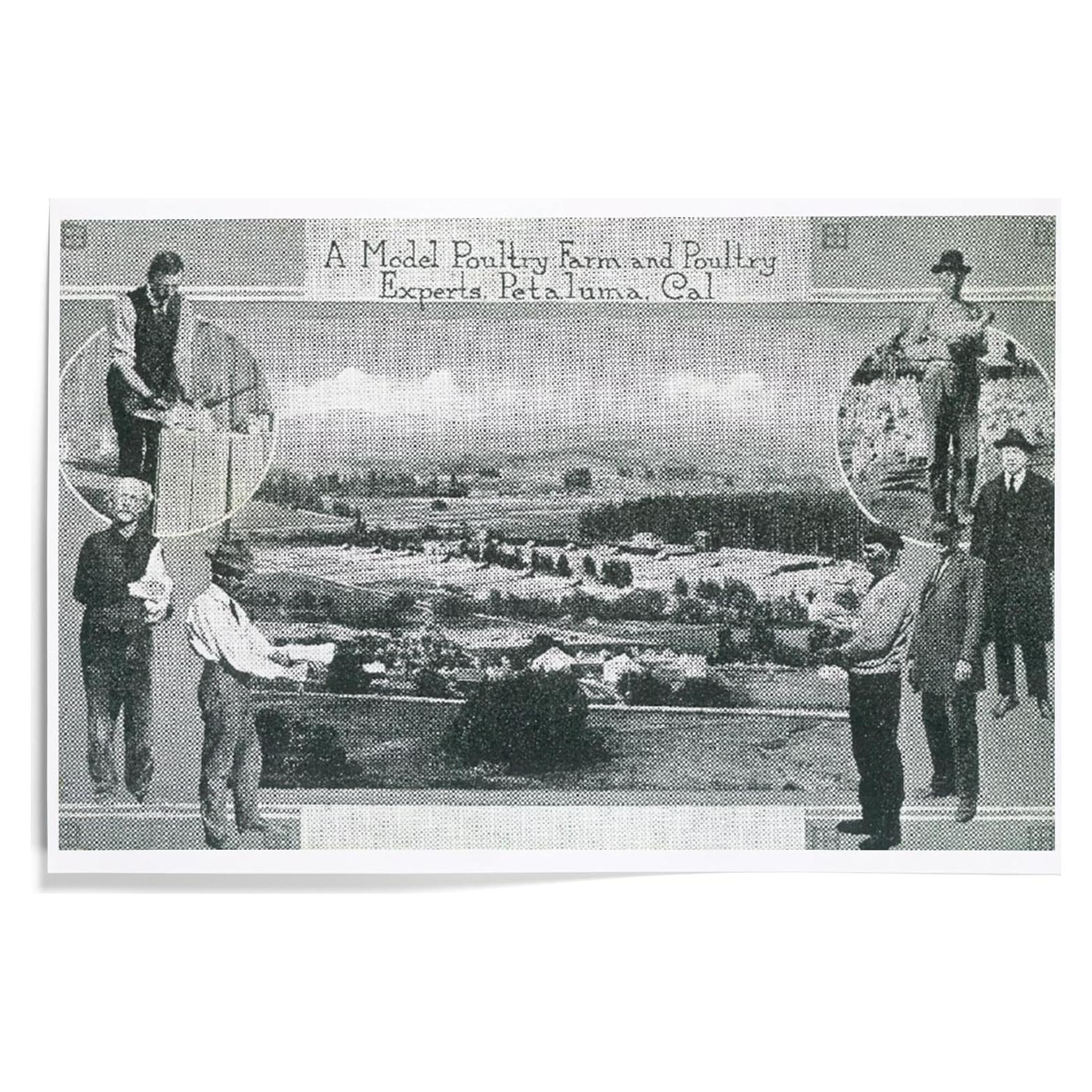 Impresión Artística Lantern Press 30x45 cm Aves Petaluma