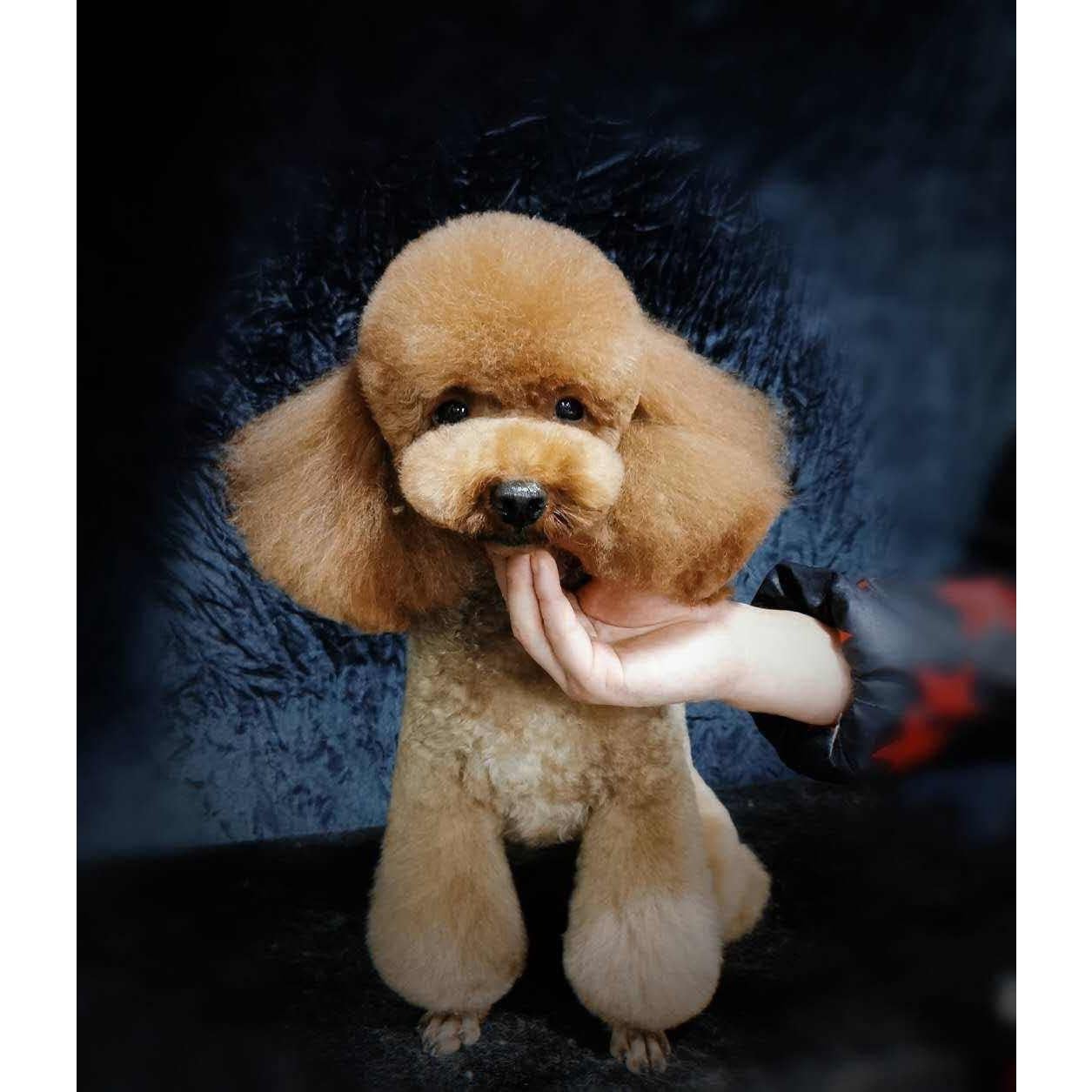 Kit de Tijeras para Aseo de Mascotas Yeahbudddy 5 en 1