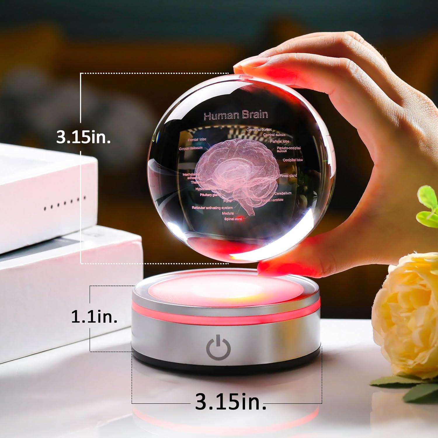 Modelo Anatómico del Cerebro Humano Enjinkail 3D LED 80mm