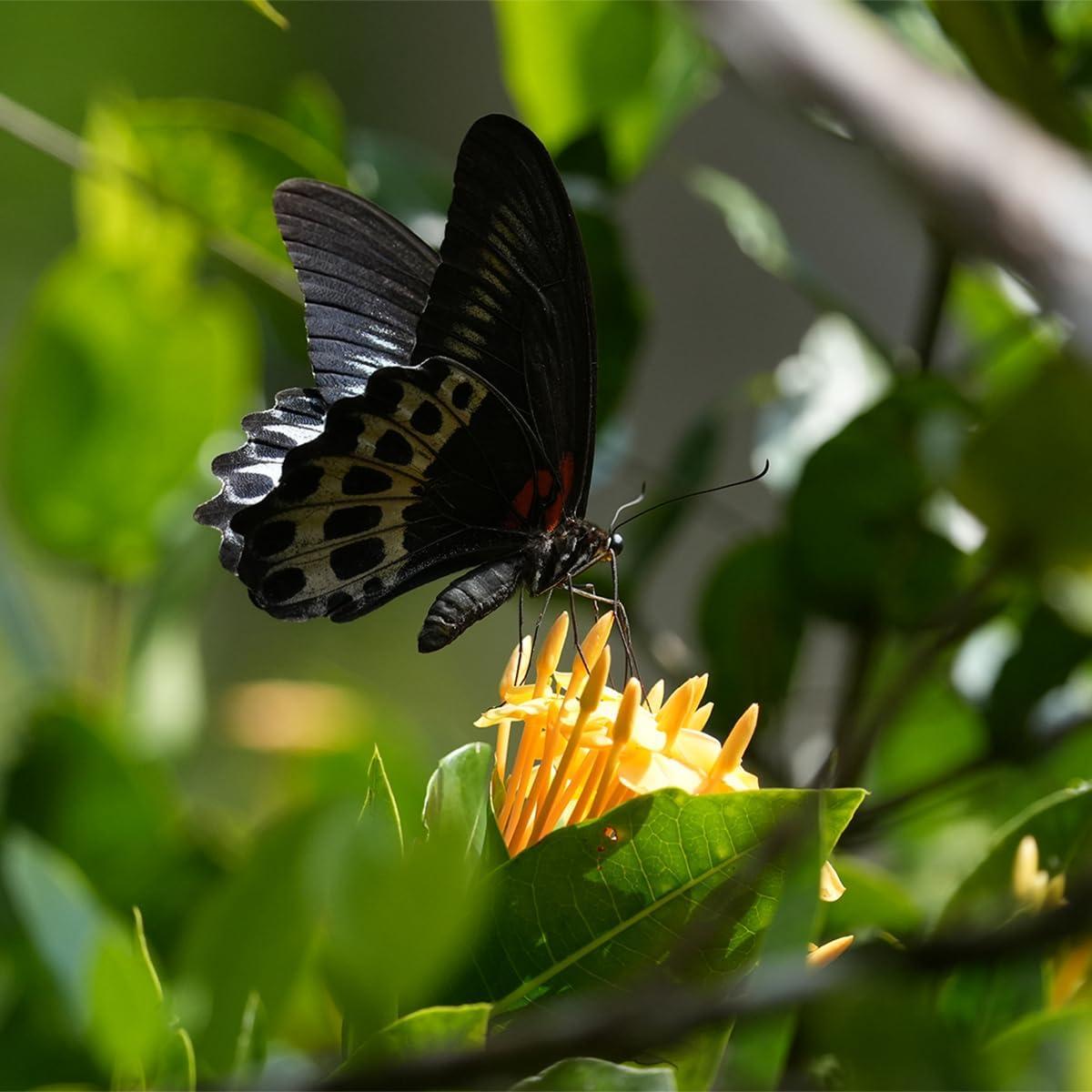 Cámara Sony Alpha 6700 APS-C 26MP 4K con Lente 16-50mm