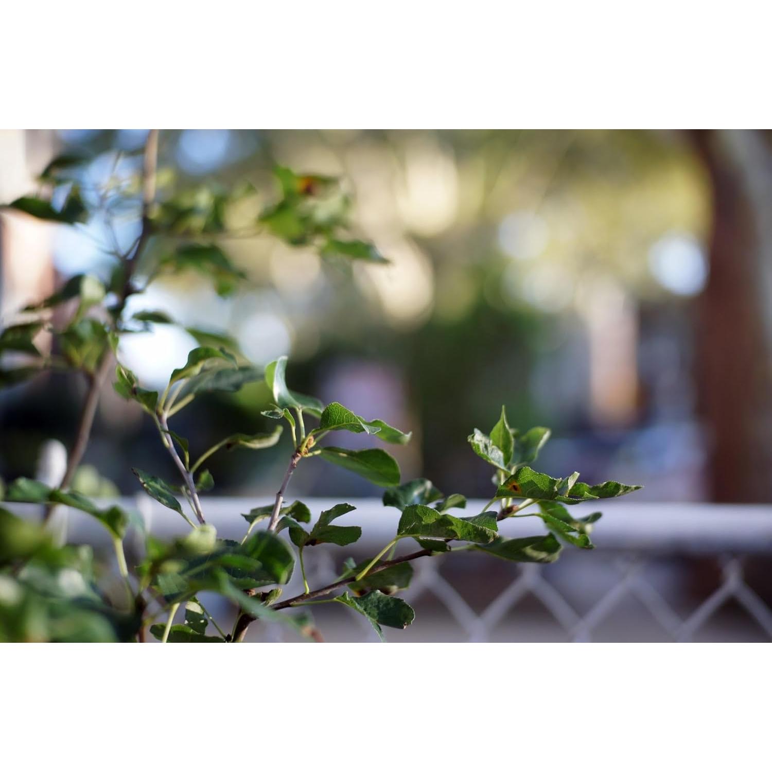 Lente Prime 35mm F1.6 Manual Fotasy para Sony Montura E