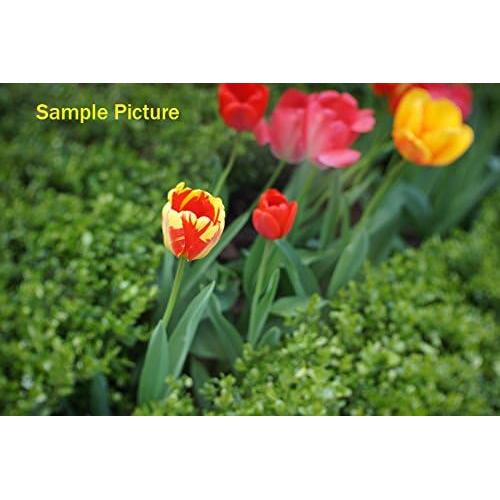 Lente Prime 35mm F1.6 Manual Fotasy para Sony Montura E