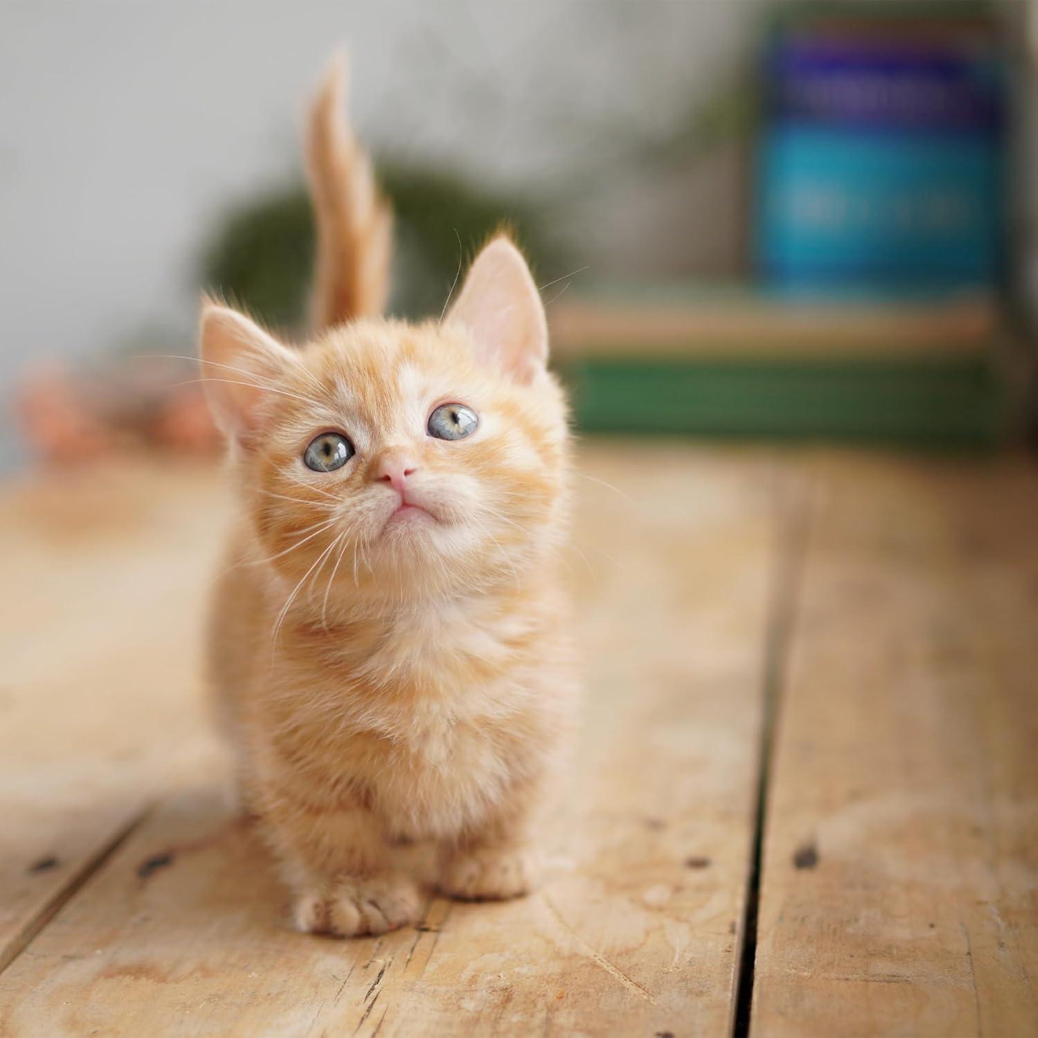 Cámara Sin Espejo Sony Alpha a6100 APS-C 24.2MP con Lentes 16-50mm y 55-210mm