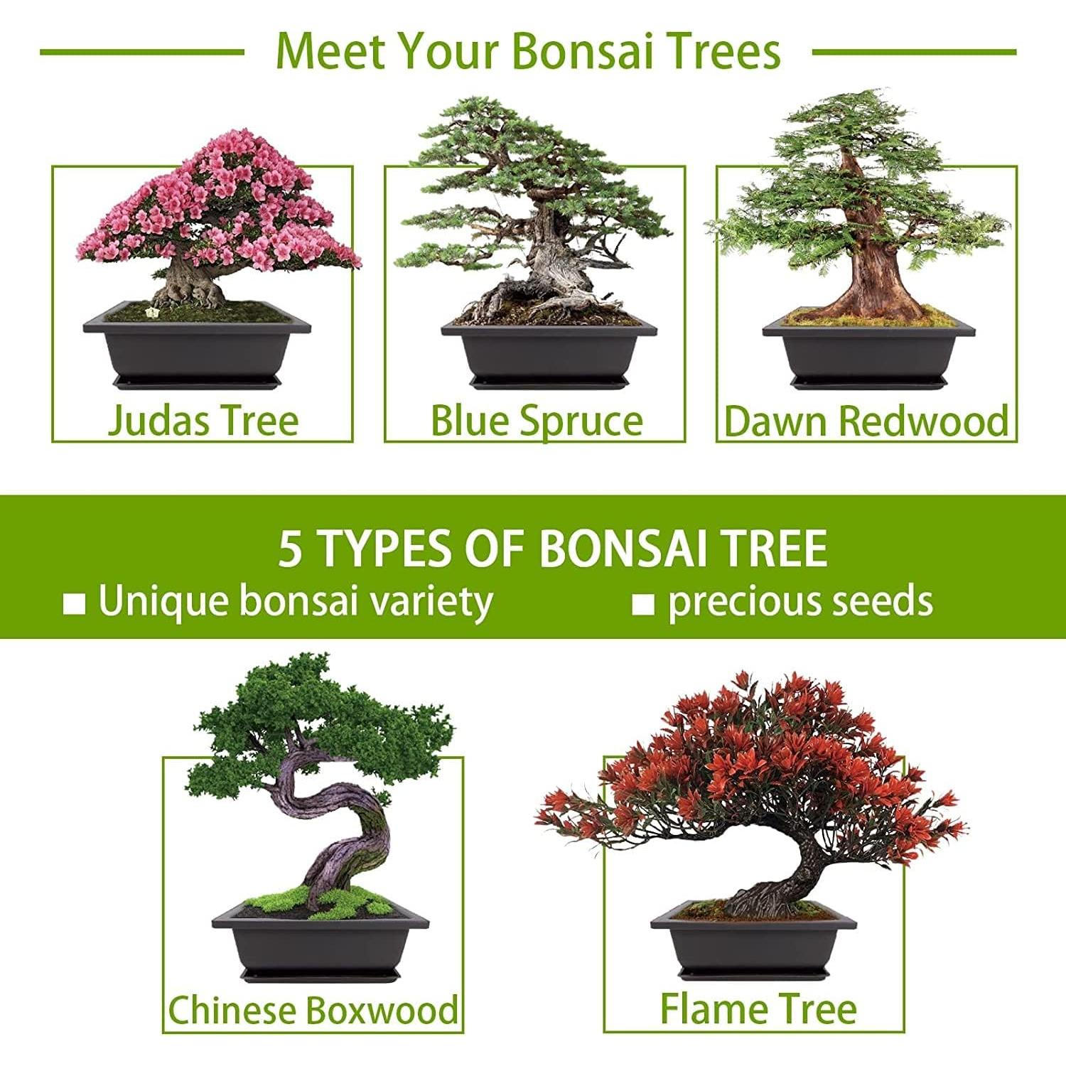 Kit de Bonsai Completo Meekear - 5 Macetas, 4 Discos de Tierra