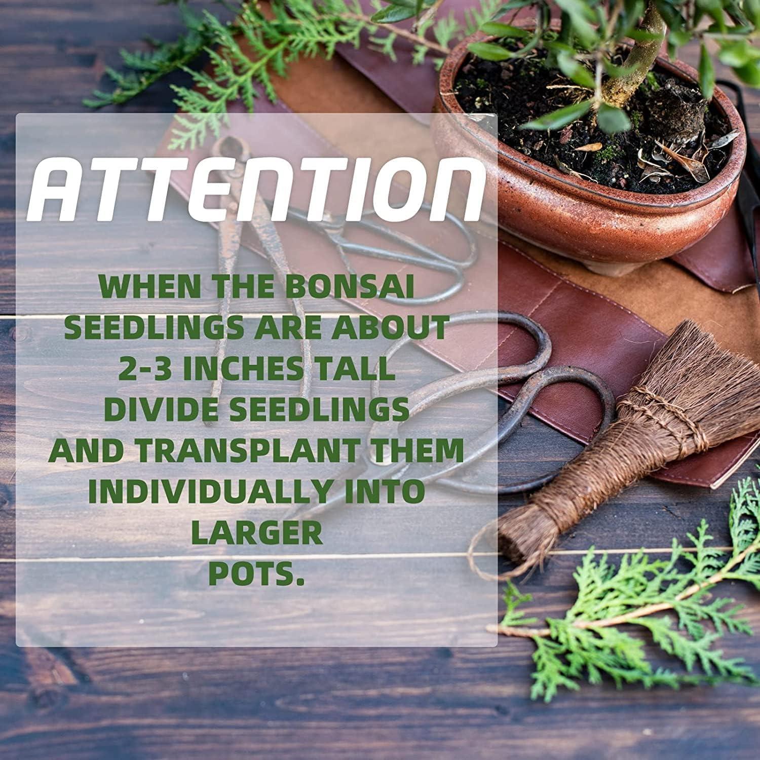 Kit de Bonsai Completo Meekear - 5 Macetas, 4 Discos de Tierra