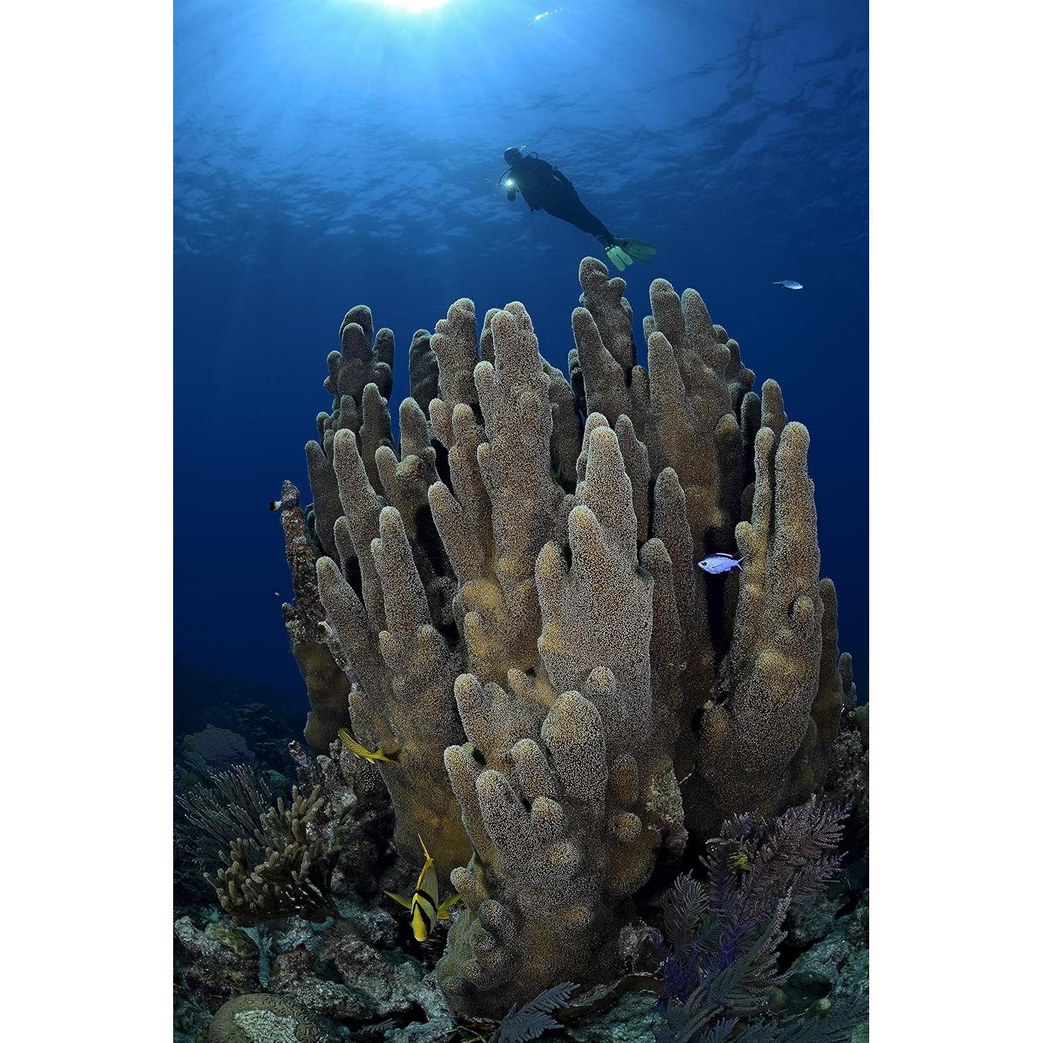 Linterna LED Princeton Tec AMP League 260 Lúmenes Amarillo