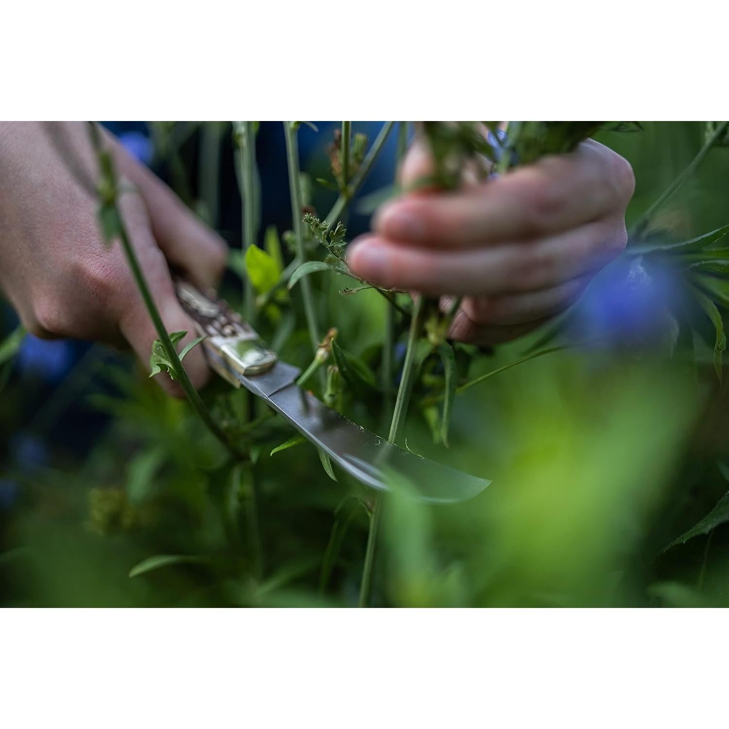 Tijera Plegable Hawkbill Uncle Henry 16UH 17.8 cm Caza Camping