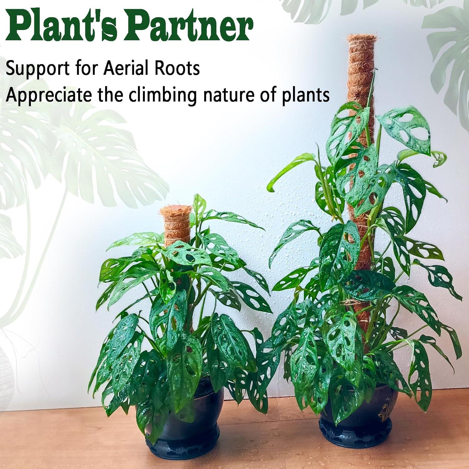 Postes de Musgo CHIAFFI 2 Piezas 43 cm para Plantas Trepadoras