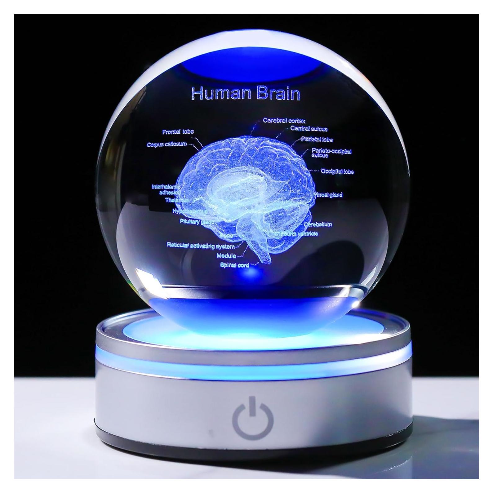 Enjinkail Brain Gifts for Neurologist, Laser Ethced Human Brain Anatomical Model 3D Crystal Ball, Brain Surgery Gifts for Doctors, Physiology Graduation Gifts for Medical Students for Christmas