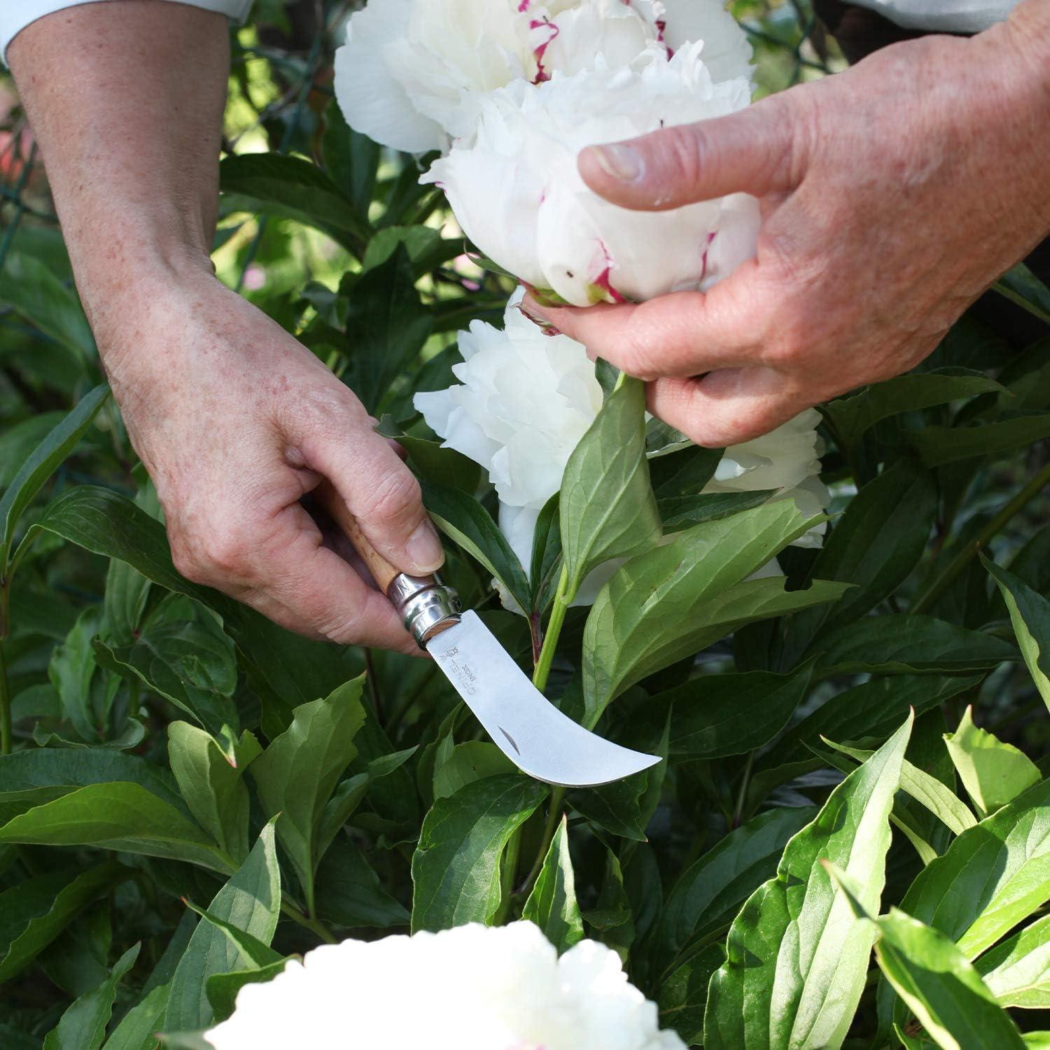 Opinel No. 8 Pruning Folding Knife - Stainless Steel for Pruning, Grafting, Harvesting, Gardening, and Everyday Use