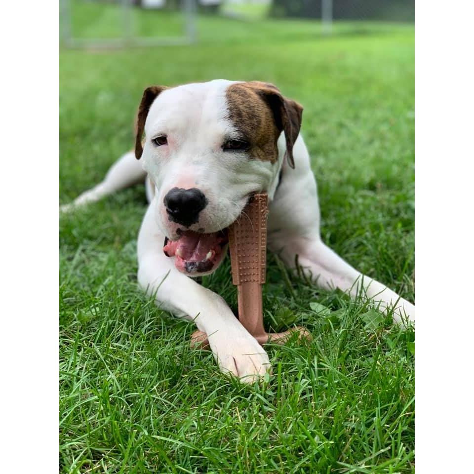 Juguete Masticar Perro SPOT Bam-Bones T-Bone 15 cm Sabor Res