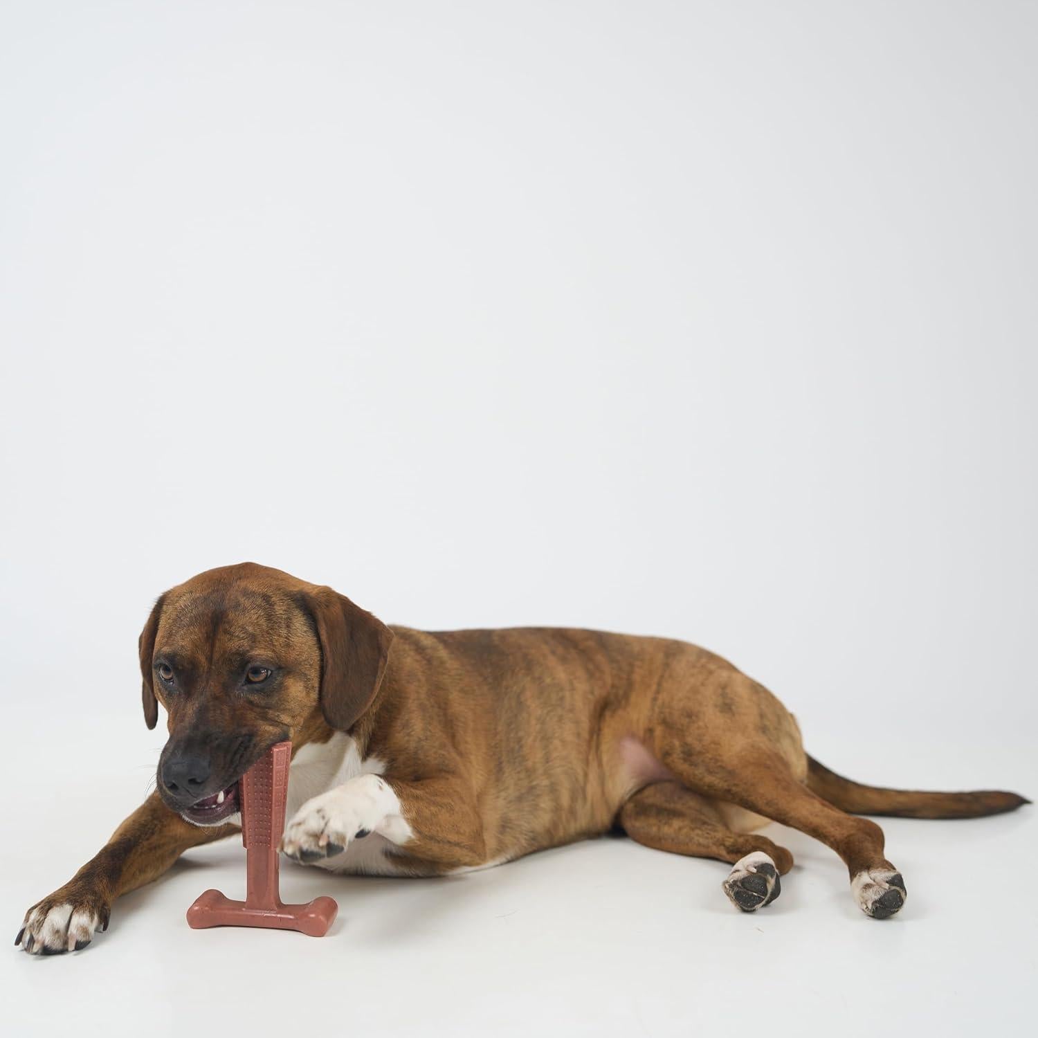 Juguete Masticar Perro SPOT Bam-Bones T-Bone 15 cm Sabor Res