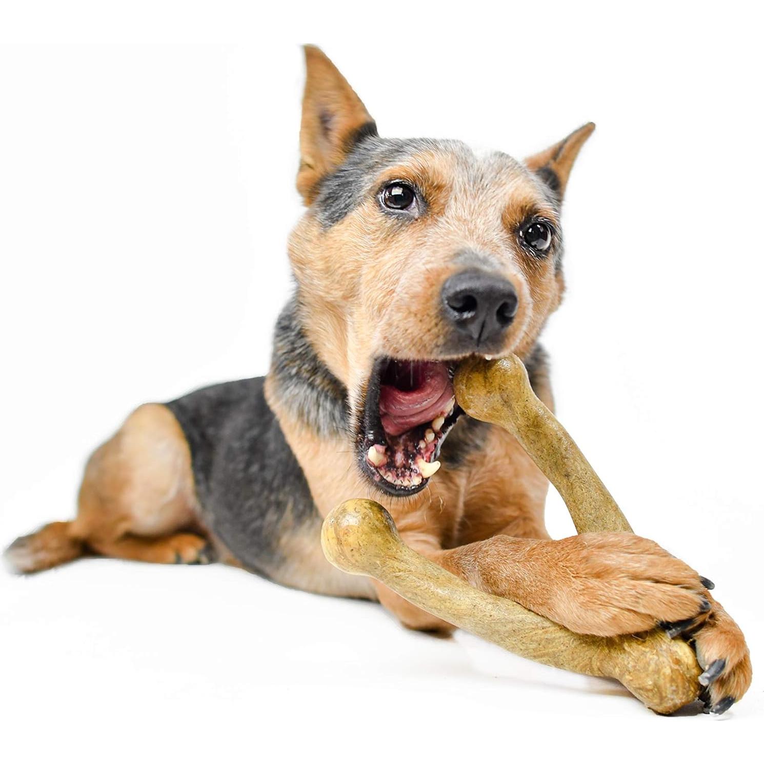 Juguete de Masticar Pet Qwerks BarkBone Mantequilla de Maní 20,96 cm